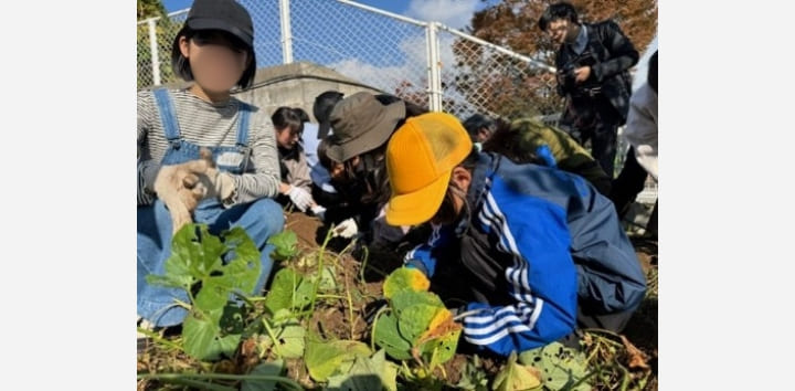 芋掘の様子